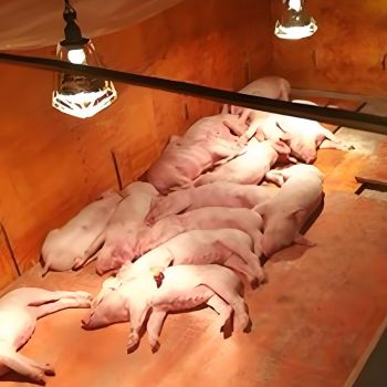 infrared lights for pigs&cows
