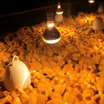 infrared lights for chicks and ducks(small animals)