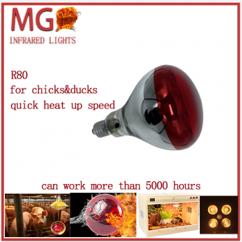 Infrared light bulb R80 used for chicks and ducks long service time can be customerized factory direct supply 