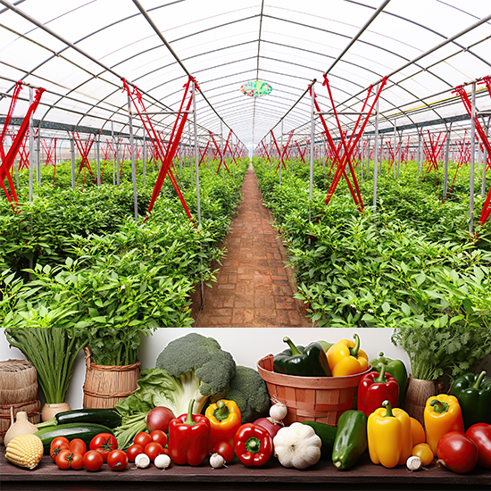 greenhouse planting light bulbs