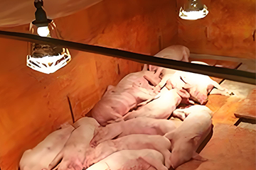 why infrared lighting bulbs are important to piglets 